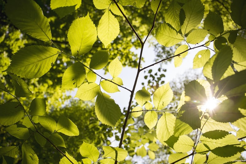Fairy Light Canopy