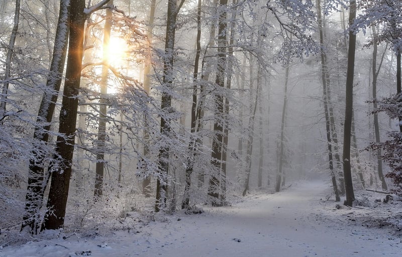 Magical Forest